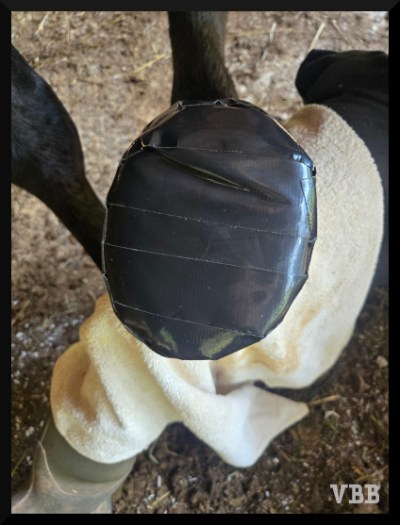 Photo of a horse hoof covered with black duct tape.