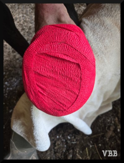 Photo of a horse hoof covered with red veterinary wrap.