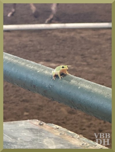 Photo of a small frog on a railing with horse feet in the background.