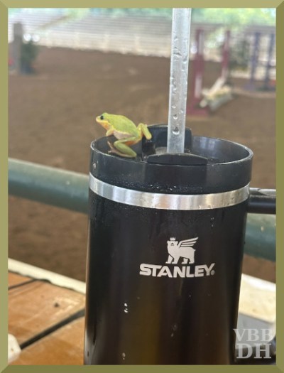 Photo of a small frog on a water mug with a jump in the background.