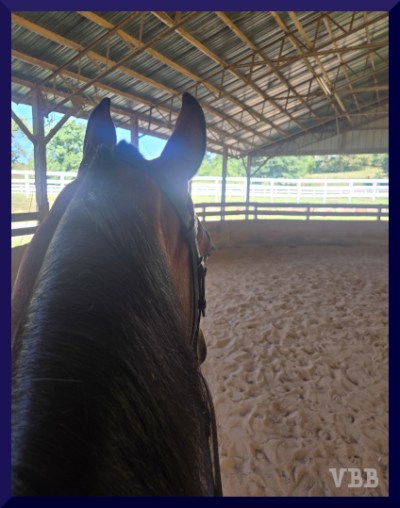 Photo of the ears and neck of a bay horse in a covered ring