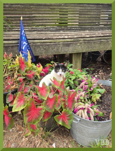 Photo for a white and black cat sitting amid potted plants.