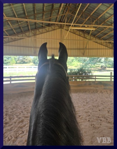 Photo of the ears and neck of a black horse in a covered ring.