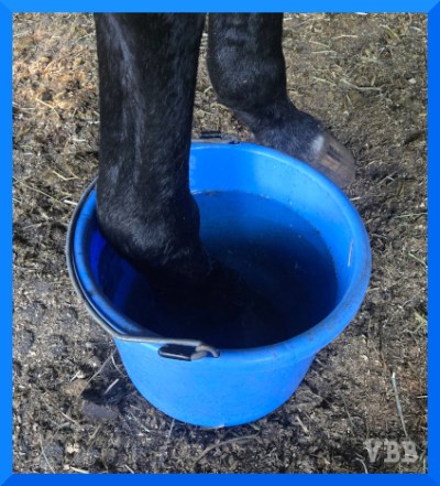 Photo of a black horse leg soaking in a blue bucket.