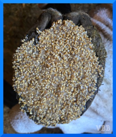 Photo of the bottom of a horse hoof with a poultice on the sole.