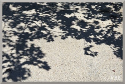 Photo of a sidewalk and the shadows of leaves.