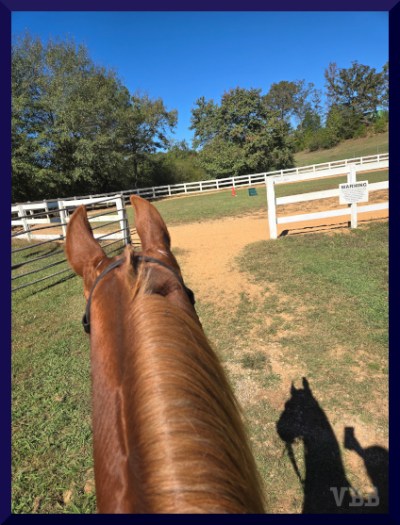 Between the ears photo of a chestnut horse walking toward a riding ring.