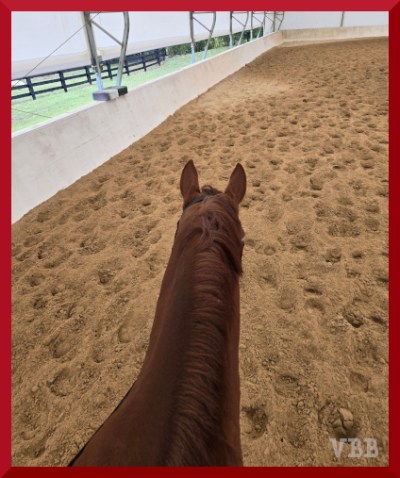 Between the ears photo from the back of a chestnut horse in a covered arena