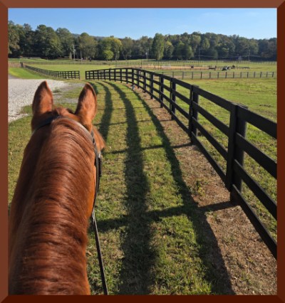 Photo between the ears from the back of a chestnut horse walking on grass, with fencing to the side.