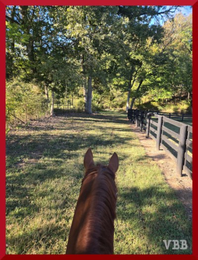Photo between the ears from the back of a chestnut horse walking on grass, with trees ahead.