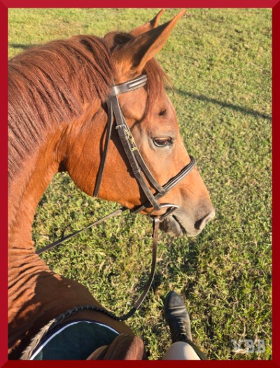 Photo of the face of a chestnut horse turned to look at the rider.