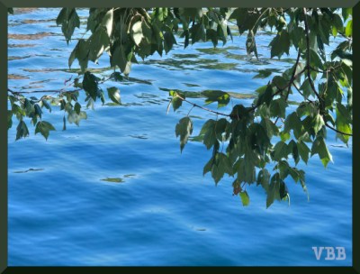 Photo of green-leafed branches over blue water