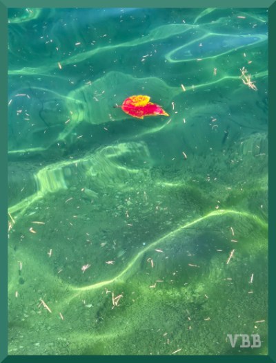 Photo of a read and yellow leaf floating in green water